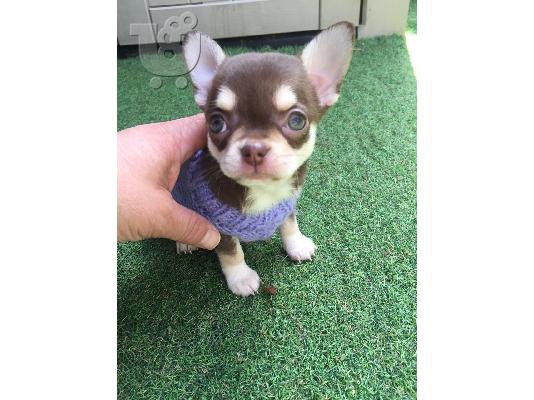 Χαριτωμένα κουτάβια Chihuahua σοκολάτας