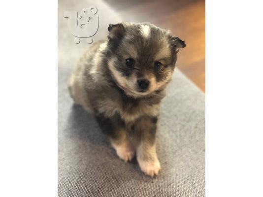 Διατίθενται όμορφα κουτάβια Pomsky.
