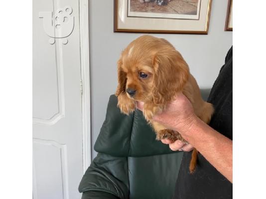 υπέροχα κουτάβια King Charles Spaniel