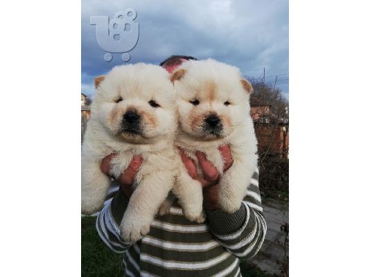 Chow Chow μωρά διαθέσιμα