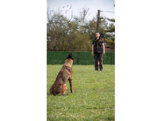 Βελγικός Ποιμενικός Μαλινουά θηλυκό προς πώληση