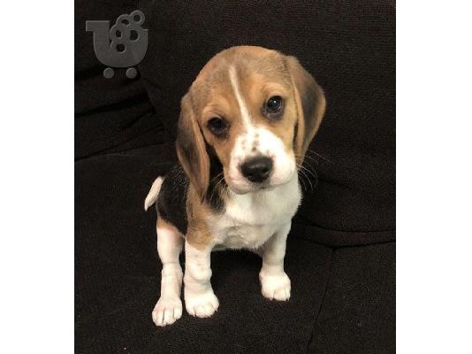 PoulaTo: Κουτάβια Beagle