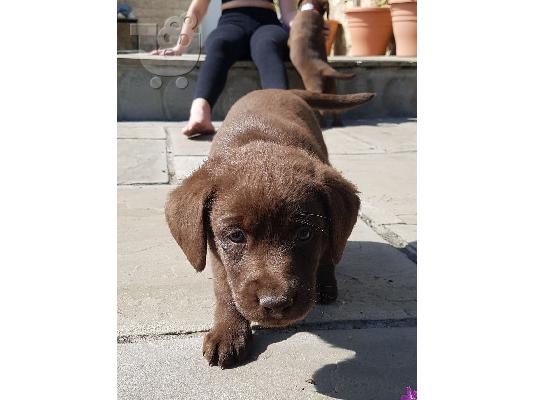 PoulaTo: Labrador Retriever Σκύλοι και κουτάβια προς πώληση