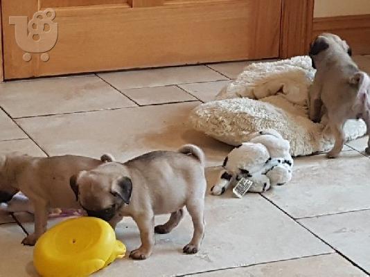 PoulaTo: Ανεκτίμητη γενεαλογία Pug Pug Έτοιμη για υιοθεσία!