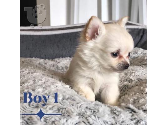 5 κουτάβια Chihuahua που αναζητούν για πάντα σπίτια