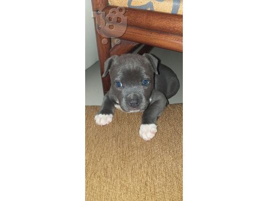 PoulaTo: American Staffordshire Terrier BLUE LINE