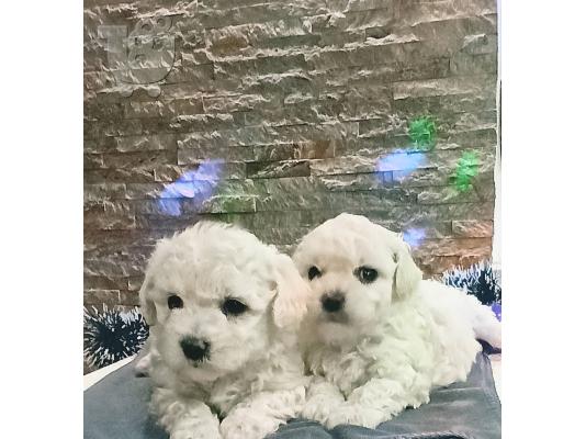 Bichon Frize όμορφα κουτάβια