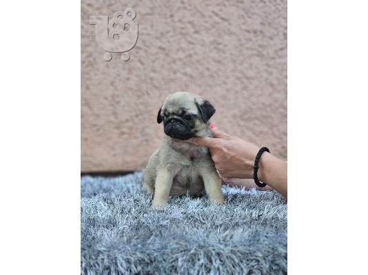 PoulaTo: Πατημασιά όμορφα κουτάβια