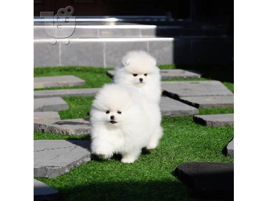 Καταπληκτικά κουτάβια από Pomeranian!