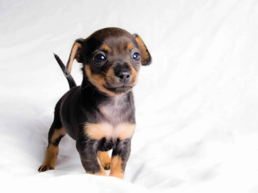 PoulaTo: Pinscher mini