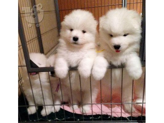 PoulaTo: Πώληση κουτάβια Samoyed.