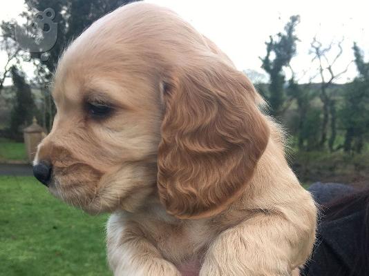 PoulaTo: Cocker Spaniel - Κόκερ Σπάνιελ