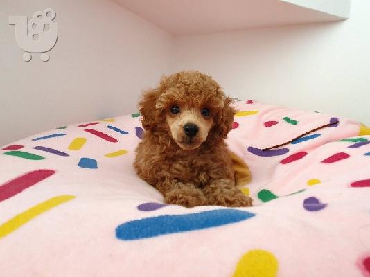 PoulaTo: Poodle apricot toy - Κανίς βερυκοκί τόι