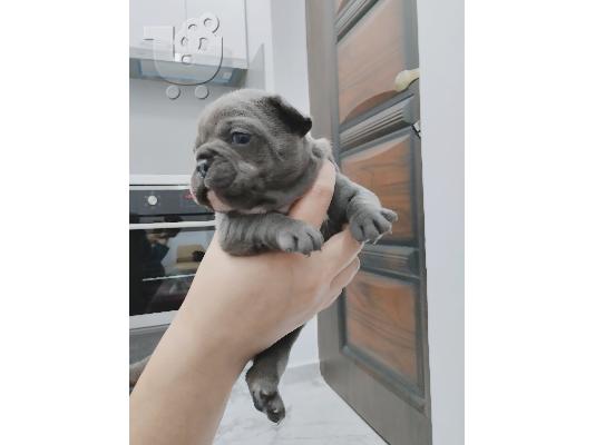 PoulaTo: French bulldog Blue