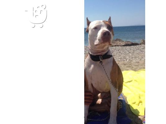 Πωλείται American Pitbull