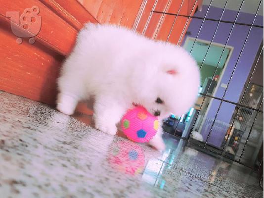 PoulaTo: κουτάβια pomeranian