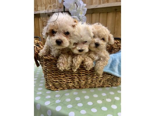 Εξαιρετικά κουτάβια F2 Maltipoo