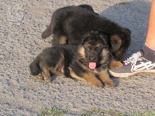 PoulaTo: Yorkshire terrier super pocket, Αττική (€ 110.00 )