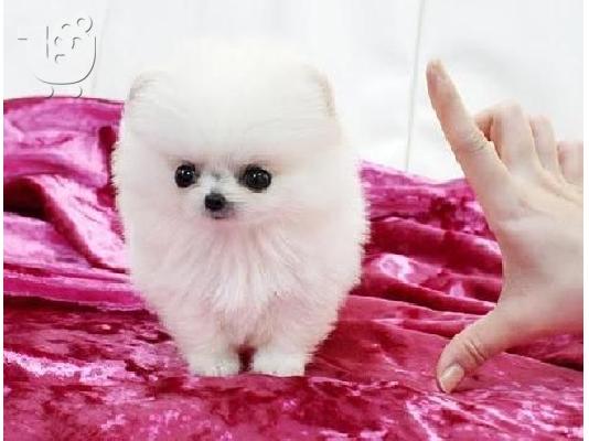 PoulaTo: Όμορφα κουτάβια Pomeranian για καλό σπίτι