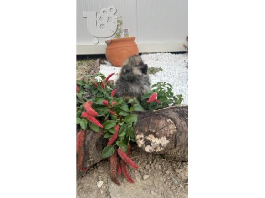 Pomeranian, κουτάβια