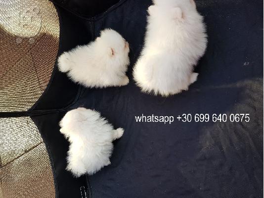 PoulaTo: puppies for adoption