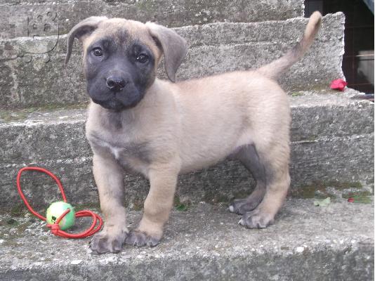 PoulaTo: dogo canario