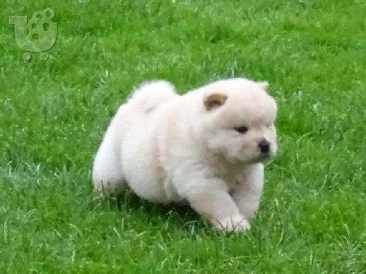 Διατίθενται μωρά Chow Chow