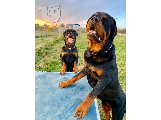 ROTTWEILER ΡΟΤΒΑΙΛΕΡ ΘΕΣΣΑΛΟΝΙΚΗ