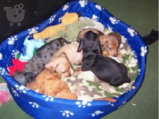 Όμορφα Dachshunds