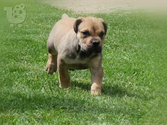 PoulaTo: Νοτιοαφρικανικό Μαστίφ Boerboel κουτάβια