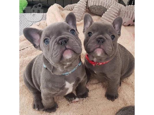 PoulaTo: French bulldog Blue