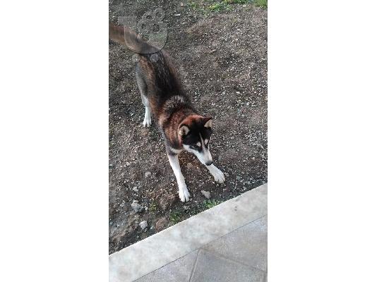 ΖΗΤΕΙΤΑΙ ΘΥΛΗΚΟ ΓΙΑ ΖΕΥΓΑΡΩΜΑ