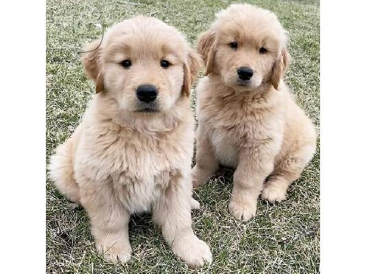ωλούνται κουτάβια Golden Retriever