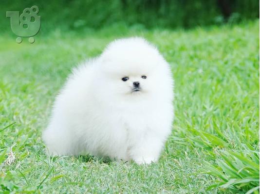 Προσφορά χαριτωμένων κουταβιών Pomeranian