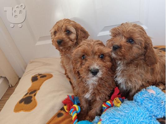 Cavapoo Red