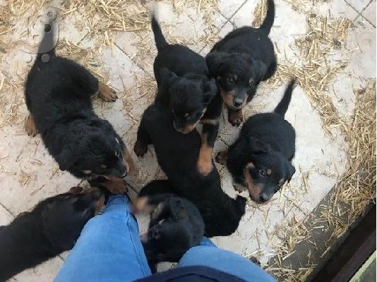 PoulaTo: Αξιολάτρευτα εξαιρετικά κουτάβια rottweiller