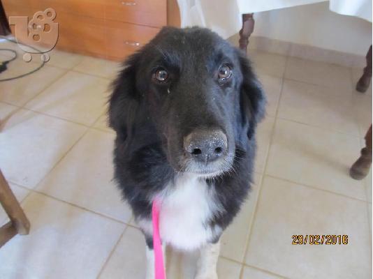 Βorder collie ημιαιμο χαριζεται
