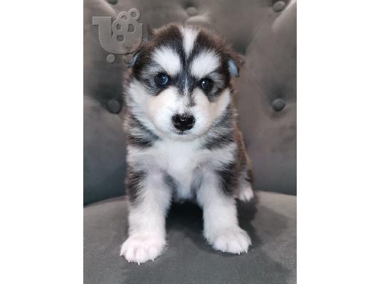 Εκπληκτικά κουτάβια  Pomsky