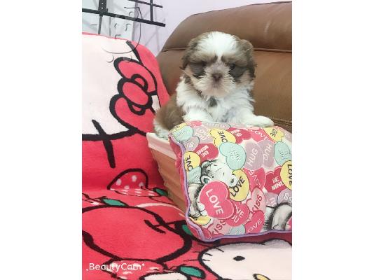 PoulaTo: Πανέμορφο Shih Tzu προς πώληση.