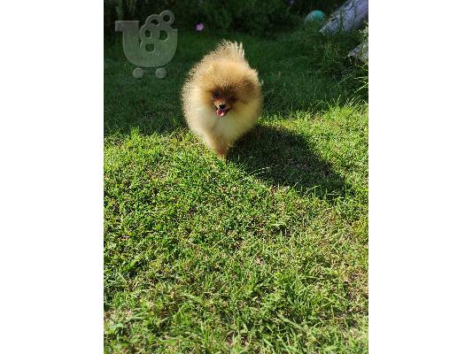 Pomeranian ΟΜΟΡΦΑ κουτάβια