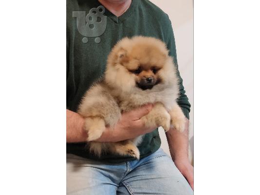 PoulaTo: Pomeranian κουτάβια ΚΟΡΥΦΑΙΑ ποιότητα
