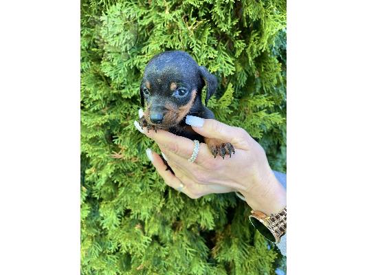 PoulaTo: Κουτάβια νάνος Dachshund εξωτικού χρώματος
