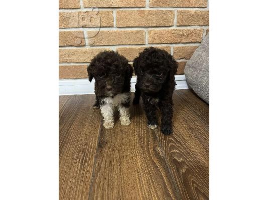 Lagotto Romagnolo κουτάβια