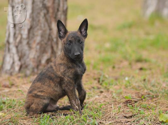 Dutch Shepherd κουτάβια προς πώληση