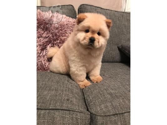 Διατίθενται προς πώληση κουτάβια Chow chow