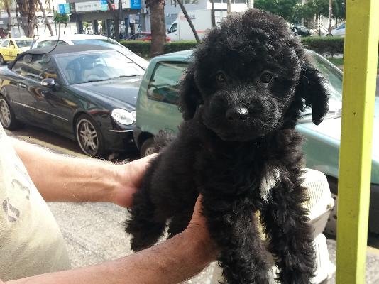 PoulaTo: Poodle mini - Κανίς μίνι