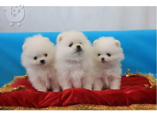 PoulaTo: Κορυφαία εγγεγραμμένη Pomeranian