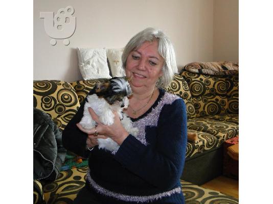 Δύο αξιολάτρευτα κουτάβια τεριέ biewer yorkshire να δώσουν έξω. (αρσενικά και θηλυκά)...