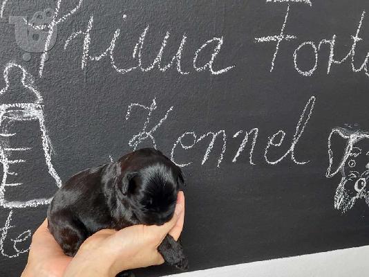 Giant Black Schnauzer κουτάβια