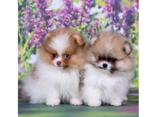 PoulaTo: Pomeranian mini